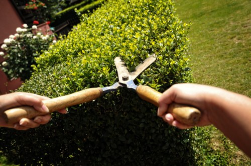 Free quotation for tree surgery services in Ilford
